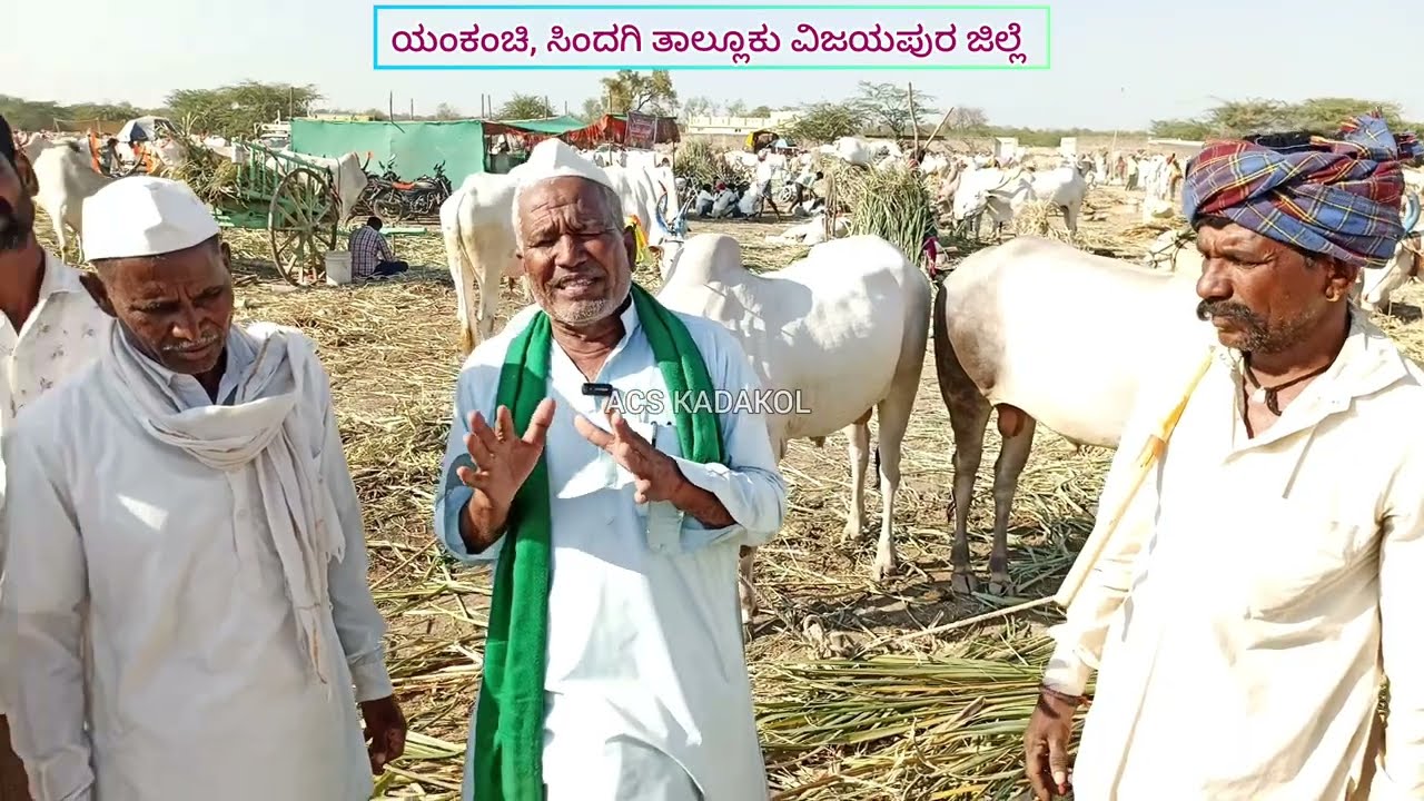 4 ಲಕ್ಷದ ಎತ್ತುಗಳು | Yankanchi sri daawalamalika ಜಾತ್ರೆ