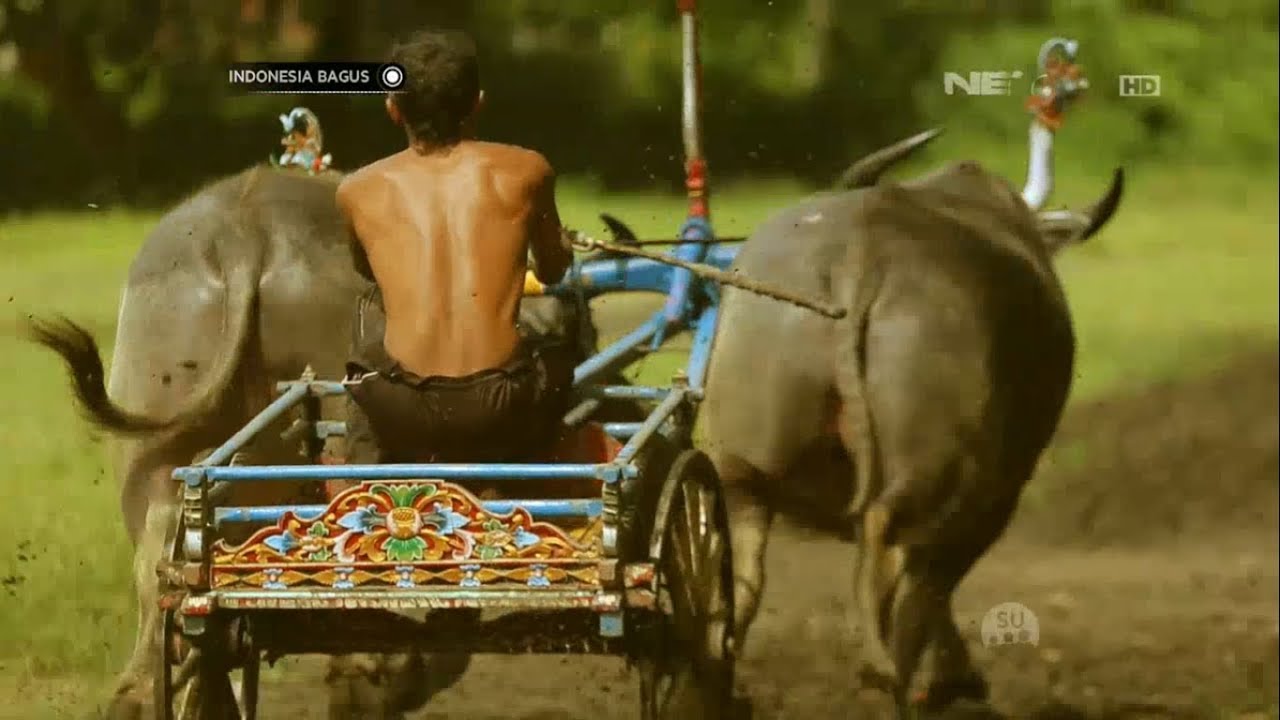 Makepung Di Kabupaten Jembrana,Tradisi Balap Kerbau Khas Pulau Bali   Indonesia Bagus