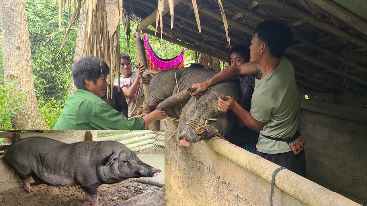 Xem bắt lợn mèo nuôi 5 năm để mổ thịt dịp gặt lúa || Farm life VN