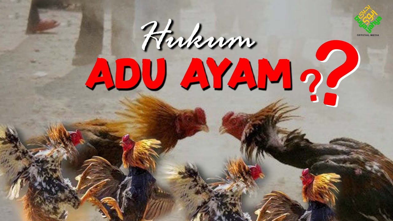 Hukum Mengadu Ayam dan Adab Menyembelih Hewan - Hikmah Buya Yahya