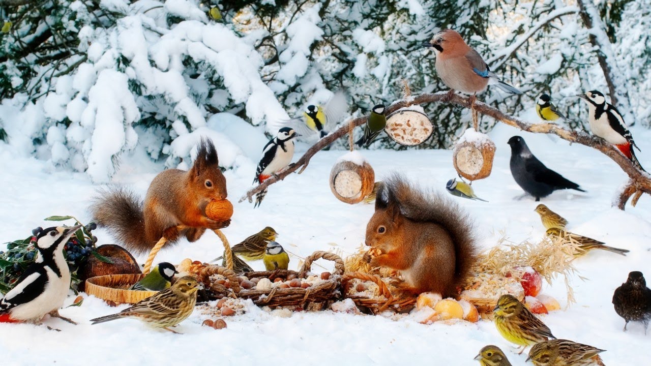 CAT TV NO ADS😺🕊️ Cheerful Winter Birds and Squirrels🐿️  Cat Games Real Nature Sounds 4K HDR 60FPS
