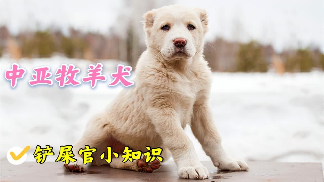 犬界祖师爷中亚牧羊犬和高加索谁更强？谁是第一猛犬？