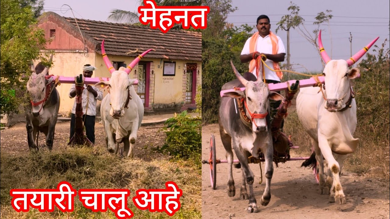 शर्यतीसाठी काय काय मेहनत घ्यावी तयारी चालू आहे #निसर्गाची_नाळ 