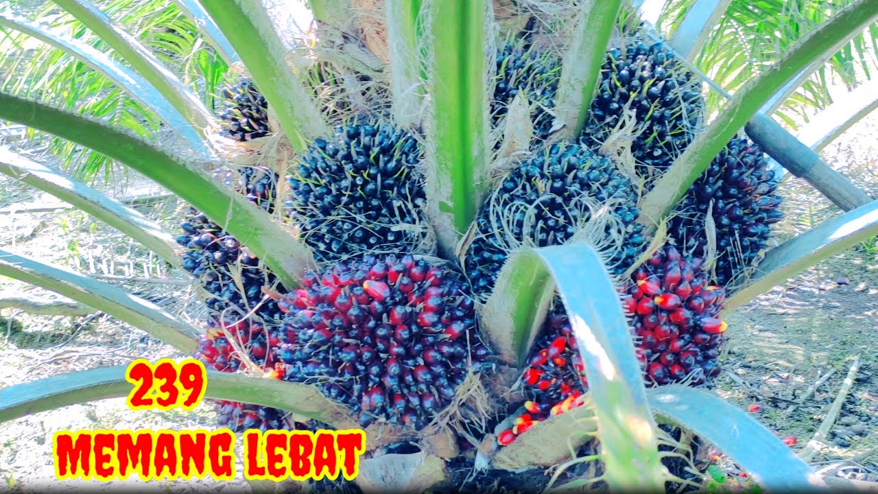 sudah mulai kelihatan PPKS 239 buahnya menggiurkan