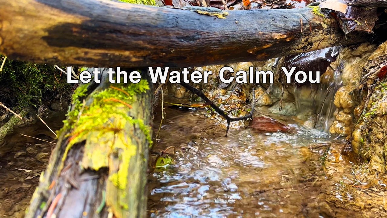 Gentle Forest Stream Under Fallen Branches 🌿 Soft Water Sounds for Deep Sleep & Relaxation
