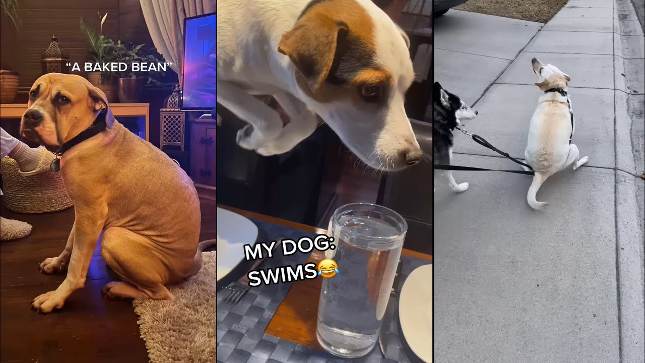 Glad to know my dog ain't only one