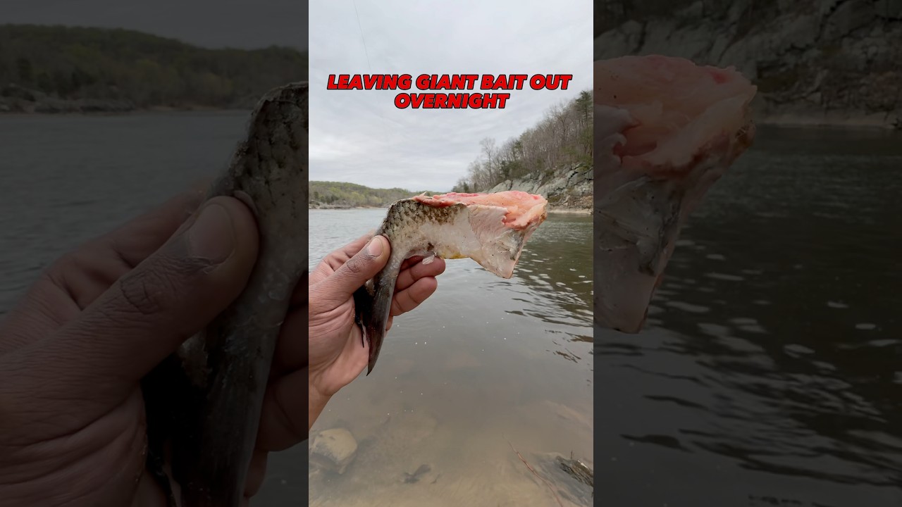 GIANT Bait Left in the River Overnight