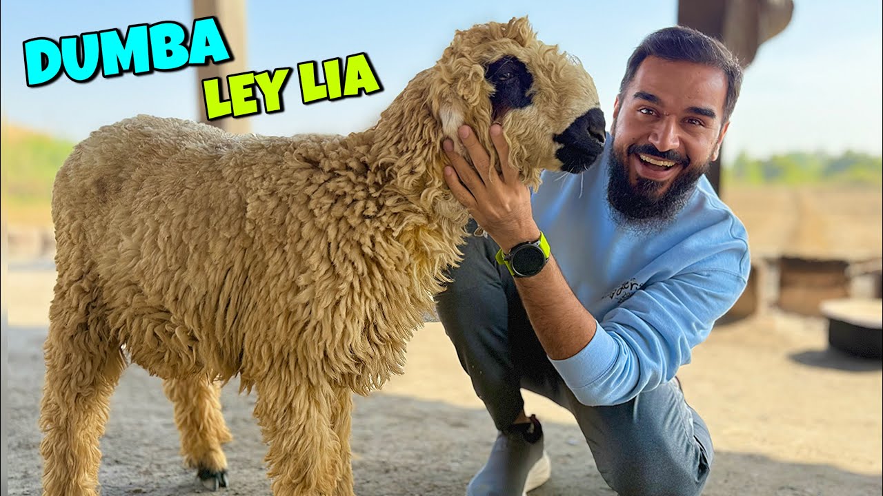 VIP dumbey ka soda kar lia 🐑 Bachey khush hogae 😍