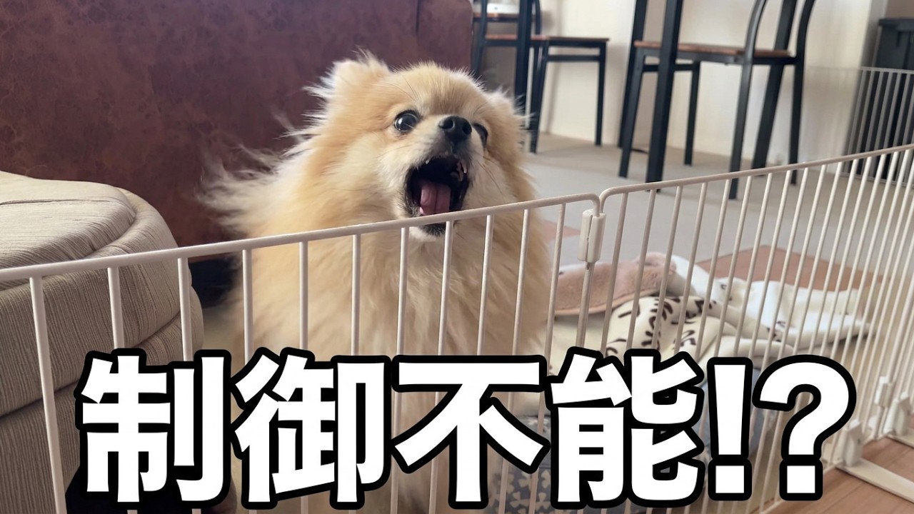 旅行後、保護犬ポメラニアンの性格が変わった結果こうなりました…