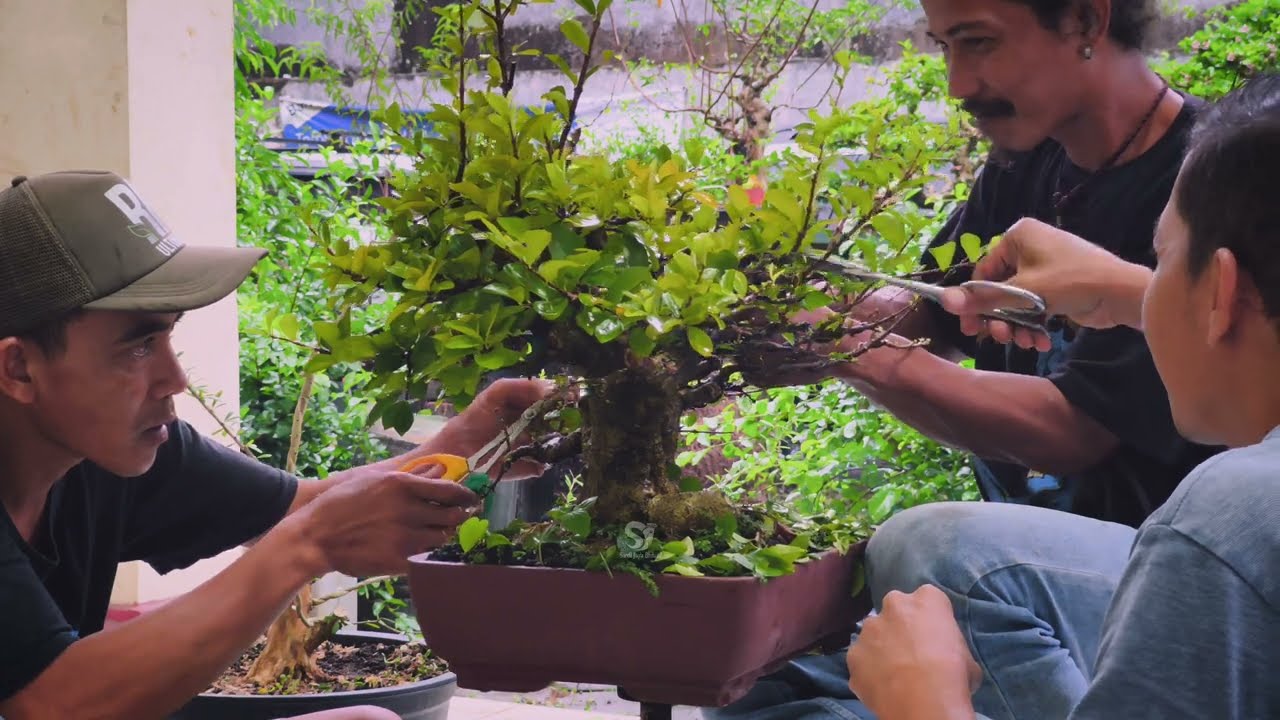 Pemangkasan Bonsai Sianci | Proses Prunning Lengkap dalam Time Lapse