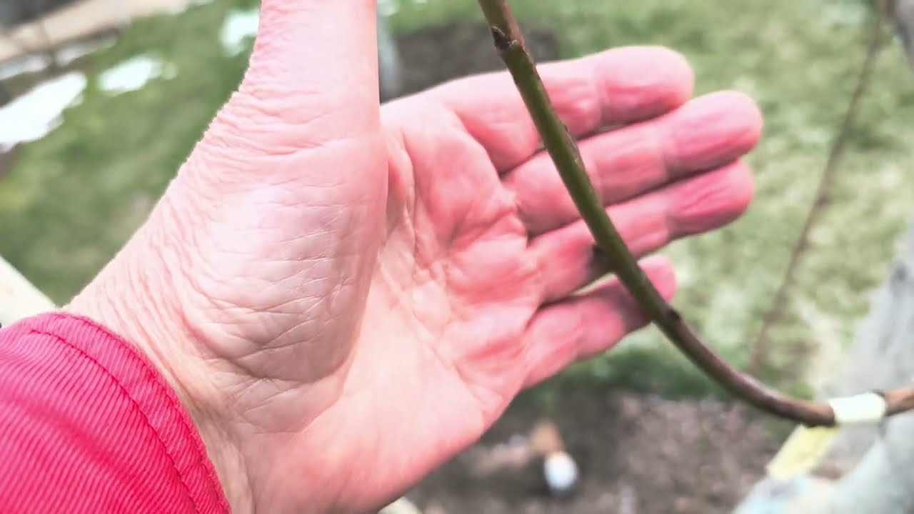 Зима закінчується, але попереду можливі нові виклики. Один з варіантів захисту від зворотніх морозів