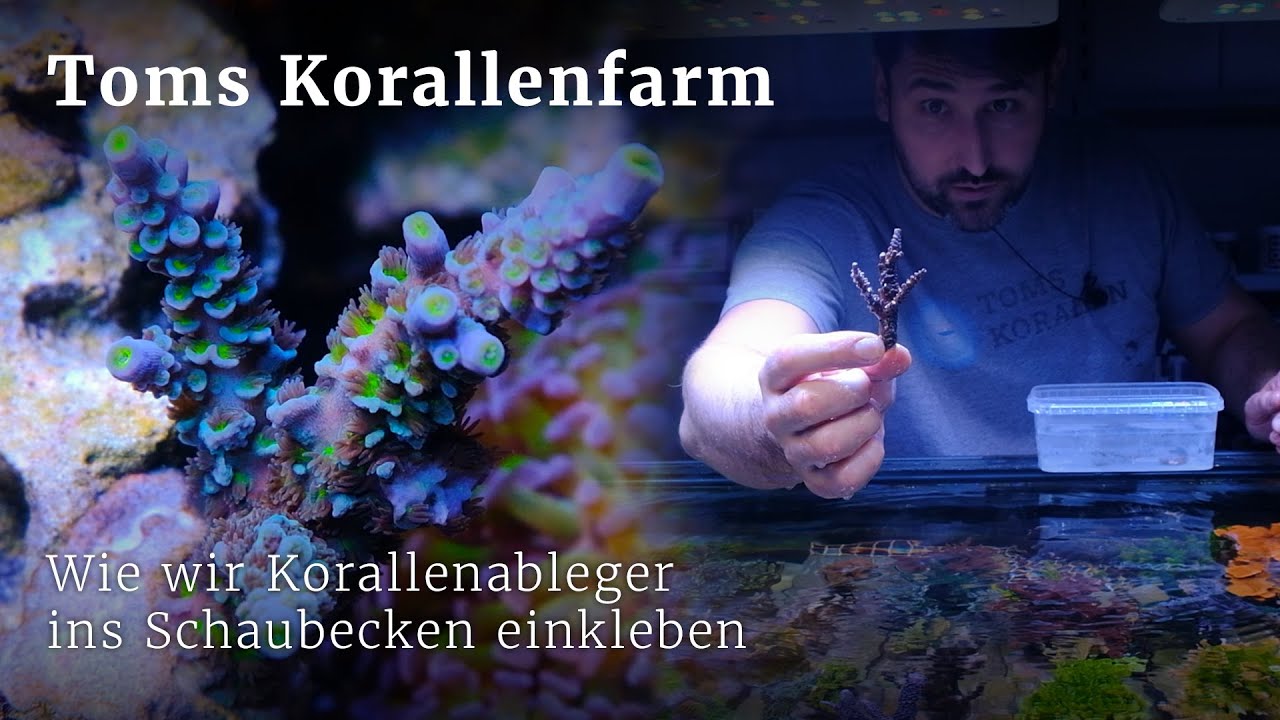 Wie wir Korallenableger ins Riffaquarium kleben - Reef Bond Masterclass ;)