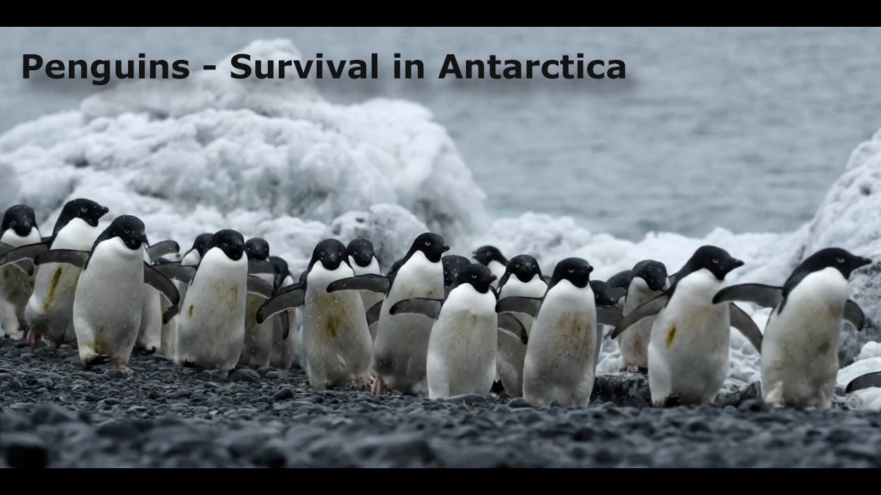 Penguins   Survival in Antarctica by The CueTube (music by _tiōn)