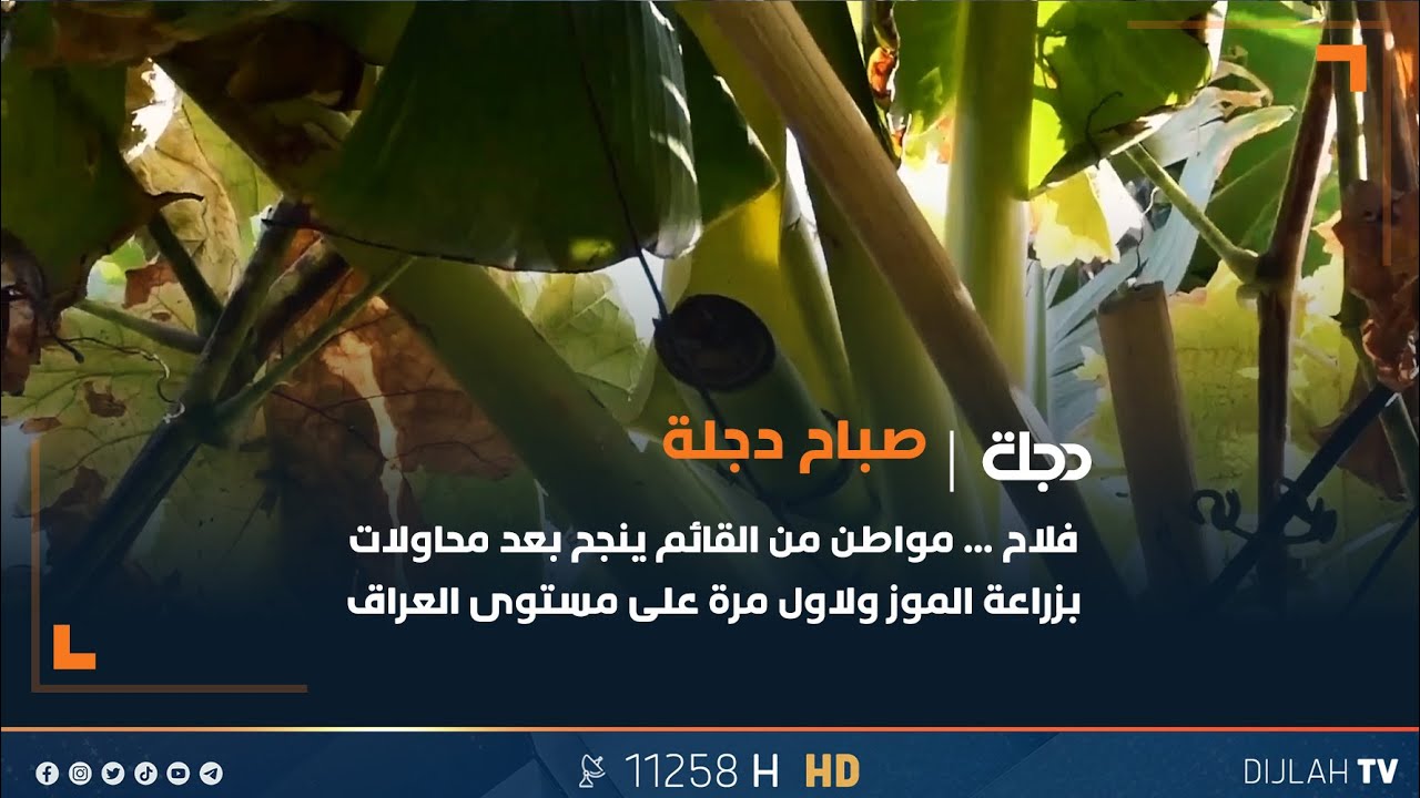 فلاح ... مواطن من القائم ينجح بعد محاولات بزراعة الموز ولاول مرة على مستوى العراق