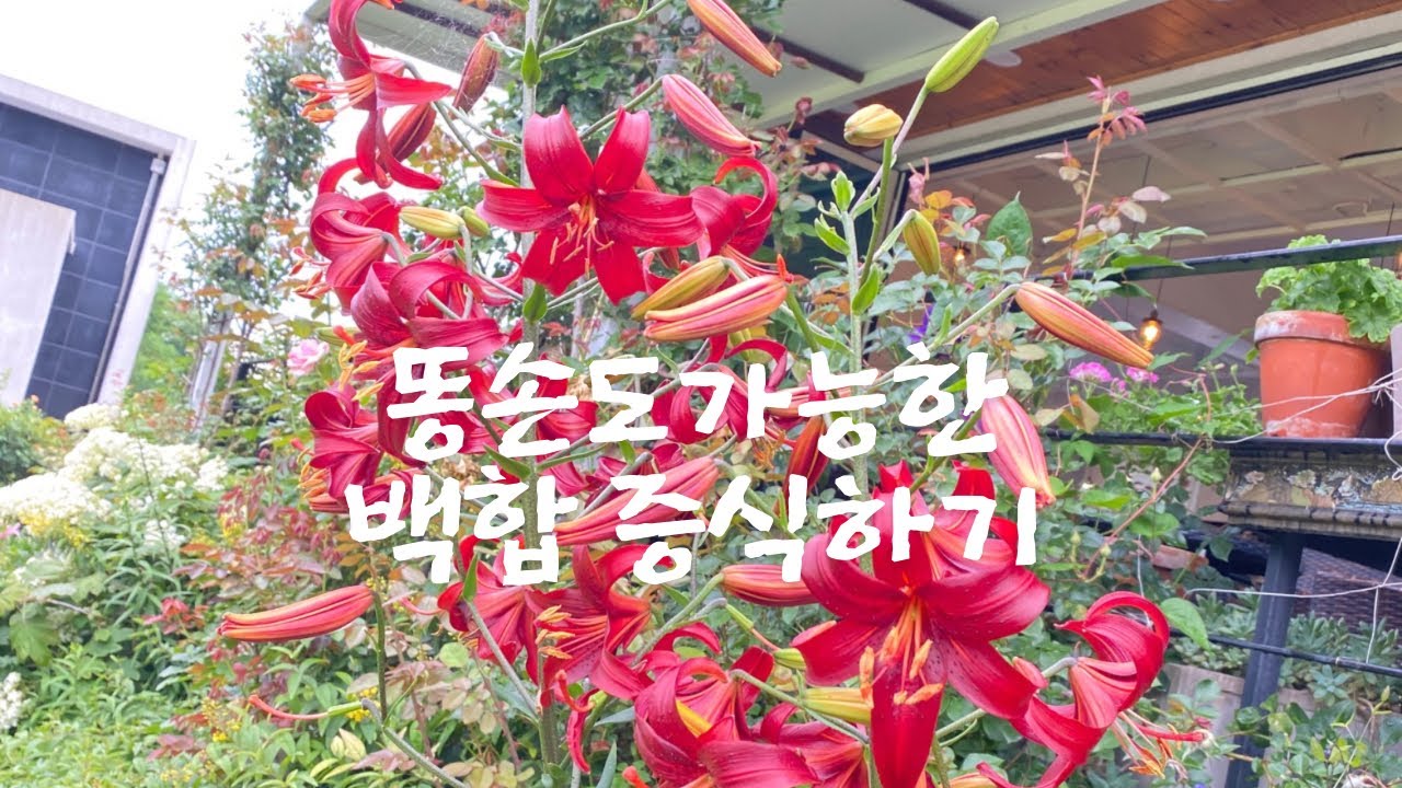 백합 증식하기 인편삽 growing lily flakes