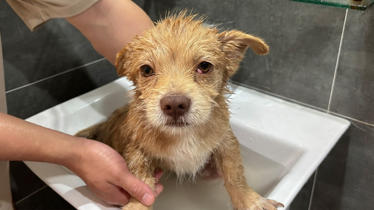 Bath Time for a Rescued Puppy — His Reaction Is Priceless
