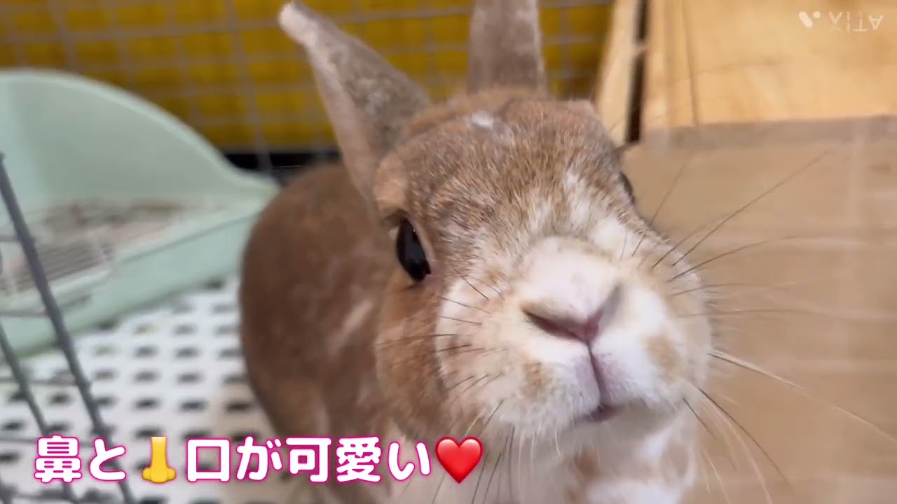 うさぎに伴う知識とエピソード