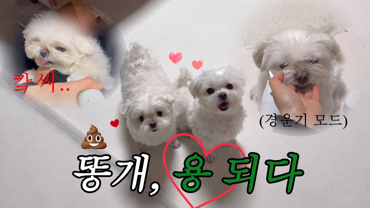 똥개, 용 되다