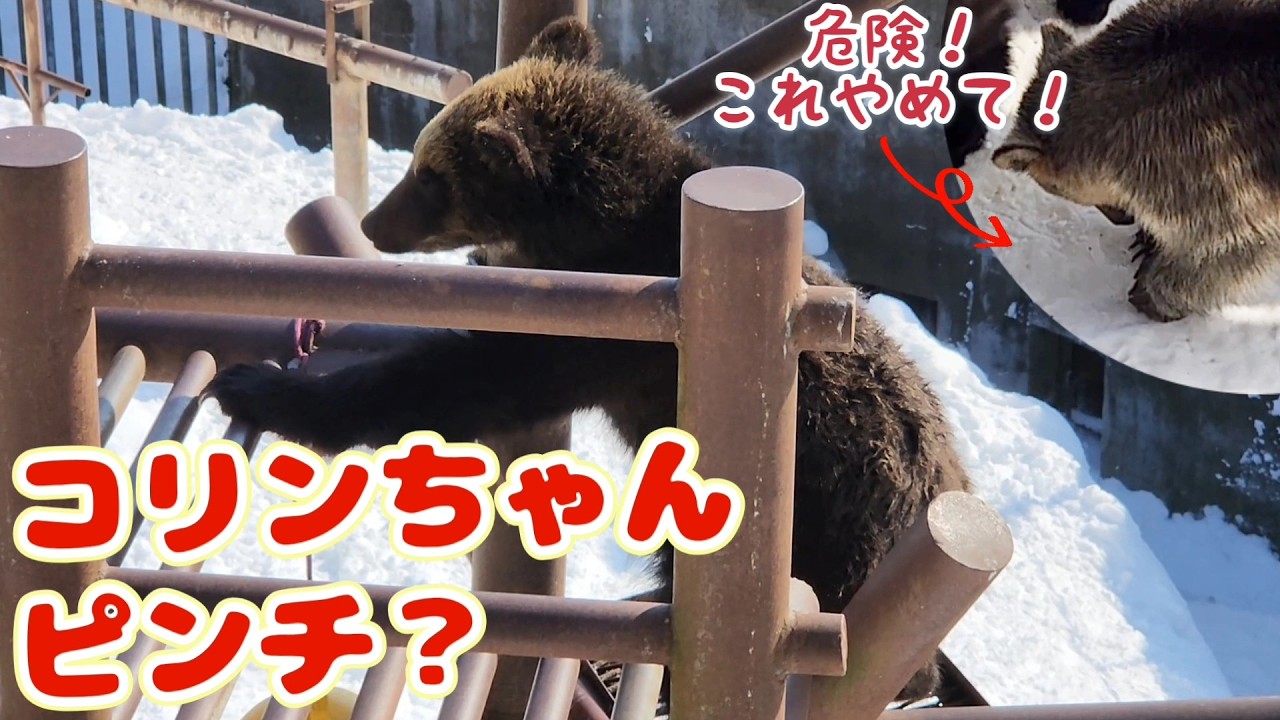 え、あのくまさんが！そして許せなかったこと【のぼりべつクマ牧場】
