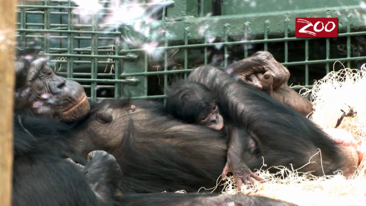 RARE BONOBO BORN AT THE COLUMBUS ZOO