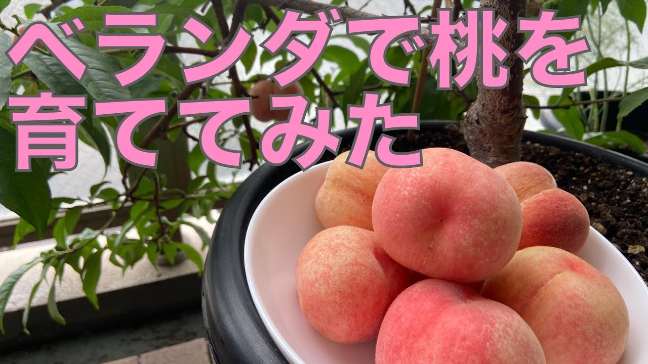 【ベランダ菜園】ベランダで桃を育ててみた