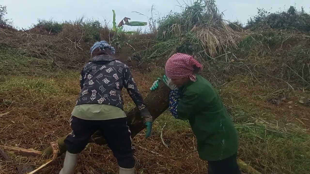 Quỳnh Hoa Cùng Các Chị Đi Vác Keo 