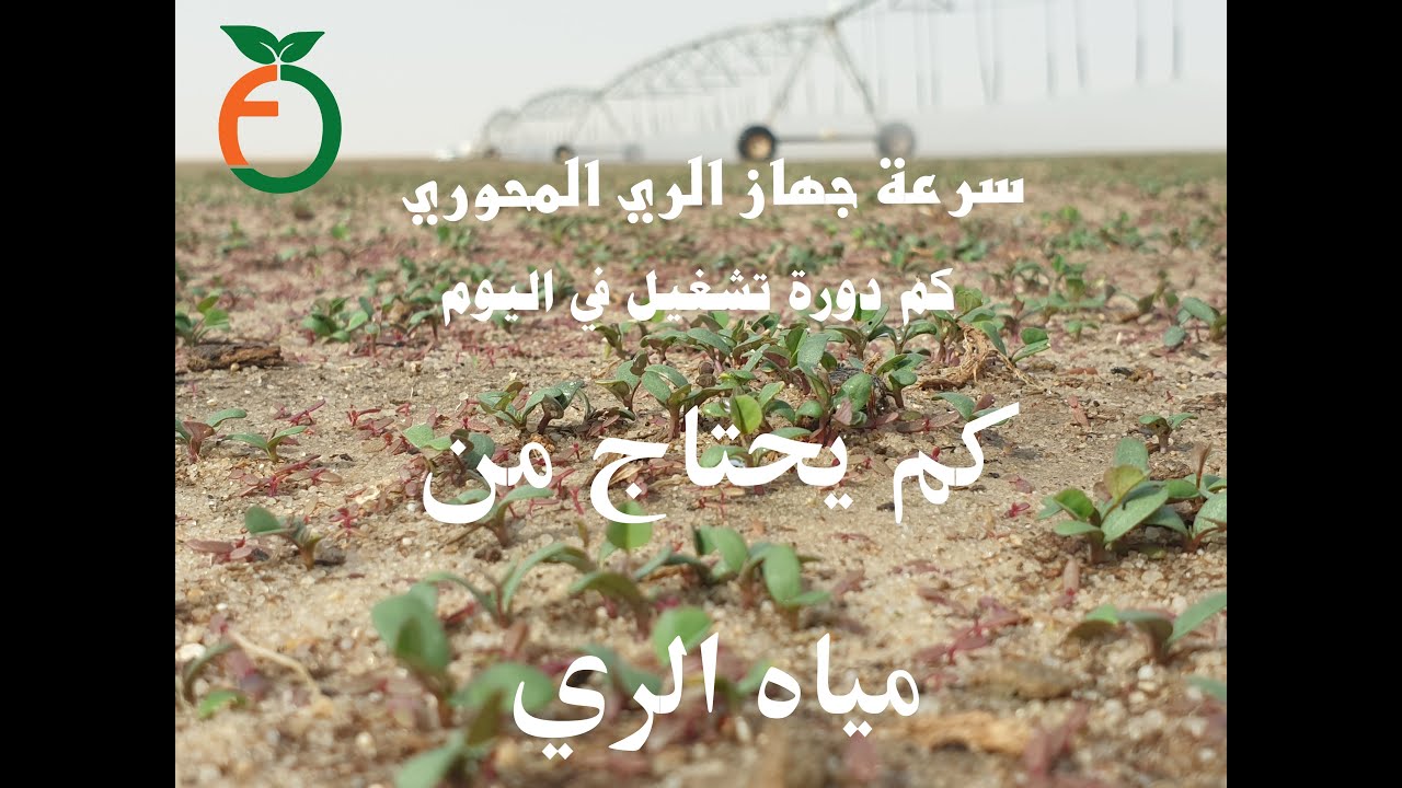 كيفية التعامل مع البرسيم خلال الاسبوع الاول من الزراعة