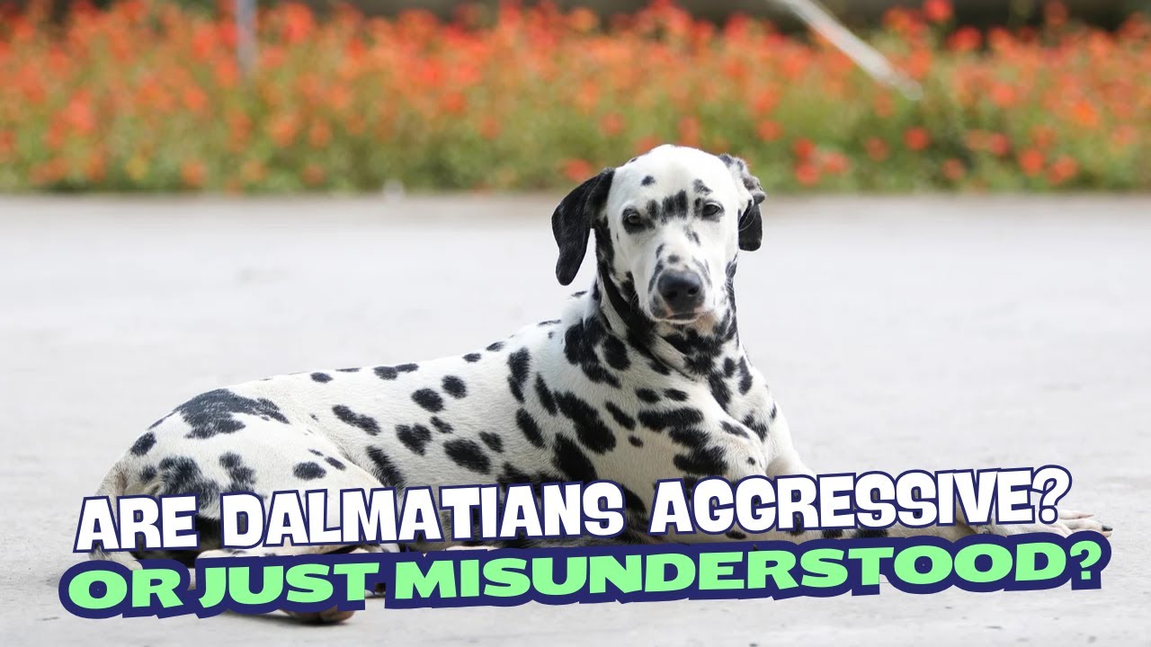 Are Dalmatians Aggressive? Or Just Misunderstood?🐾