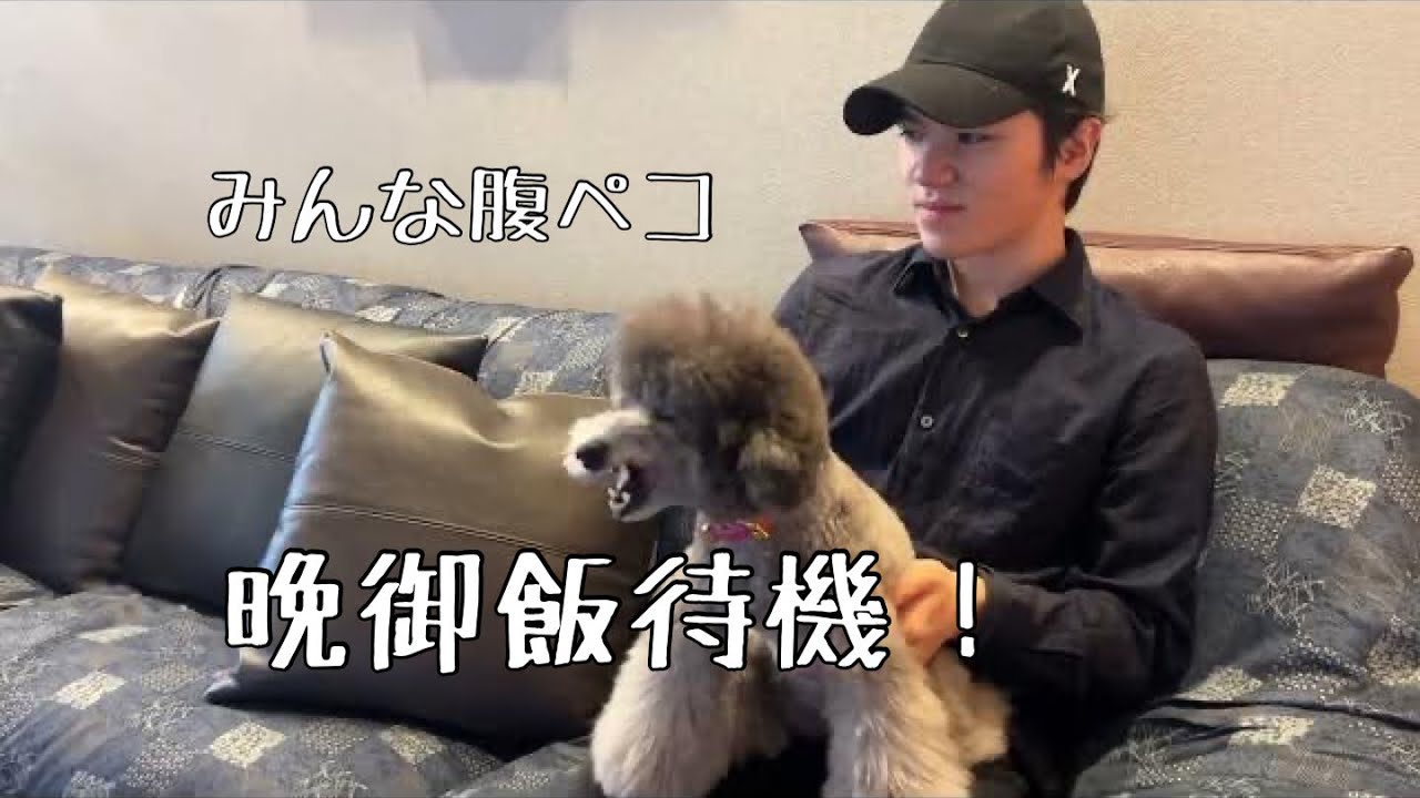 【腹ペコ我慢出来ないのは？】#uno1ワンチャンネル #宇野昌磨 #宇野樹 #トイプードル生活 #フィギュアスケート #いぬとの暮らし