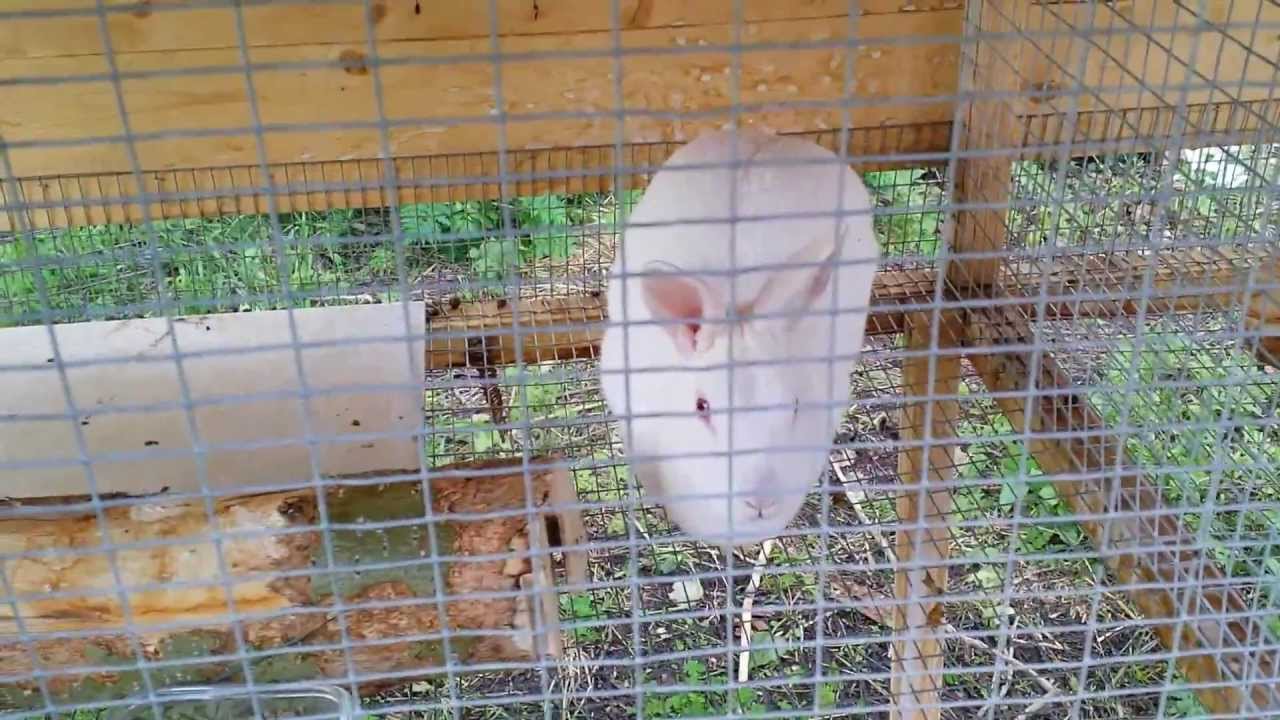 Rabbit update - 2 months old