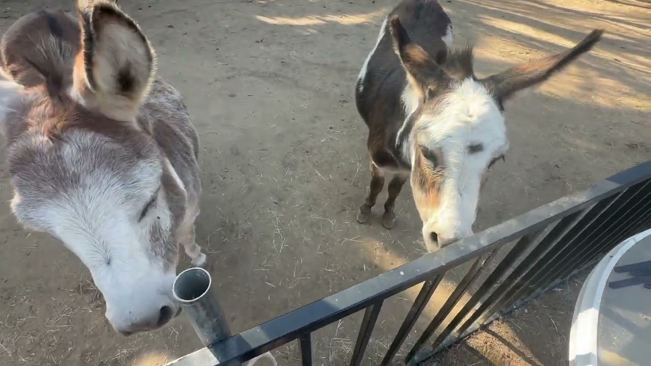 The Donkeys Get Fed Lettuce!