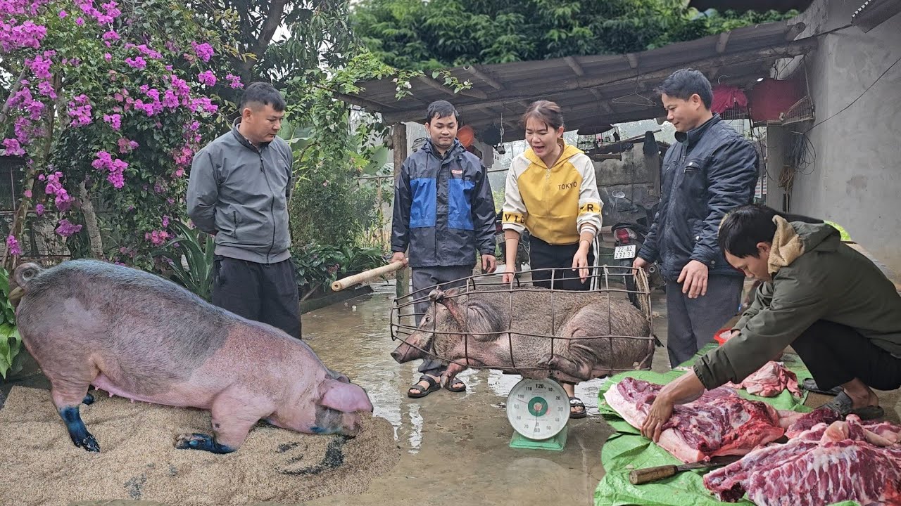 Wild boar meat for Tet, sows with foot and mouth disease have recovered. ( Ep 333 )