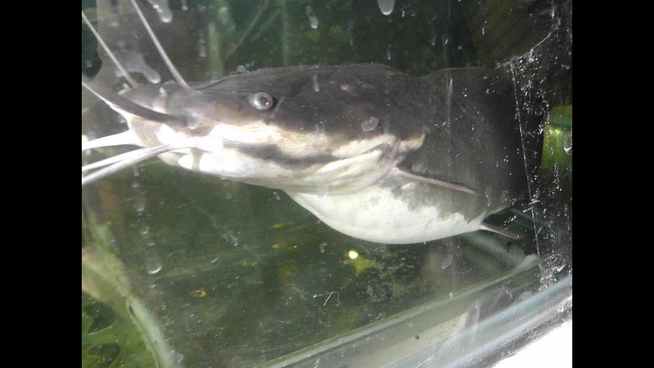 Очередная инкубация клариевого сома ! Regular incubation of catfish