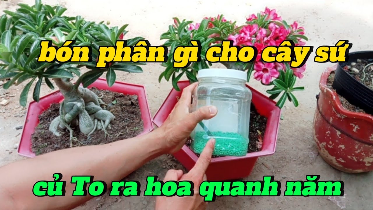 bón phân gì cho cây sứ củ to ra hoa quanh năm