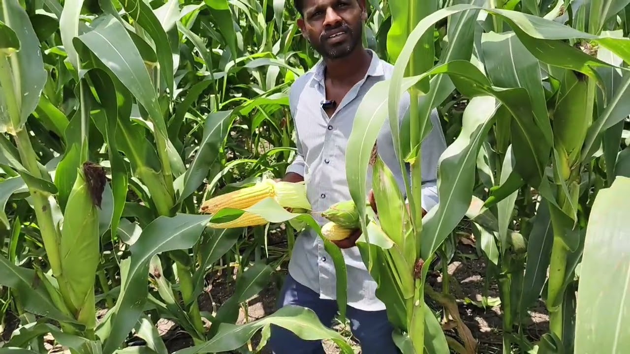 ఇండస్ వ్యాలీ సీడ్స్ వారి మొక్కజొన్న