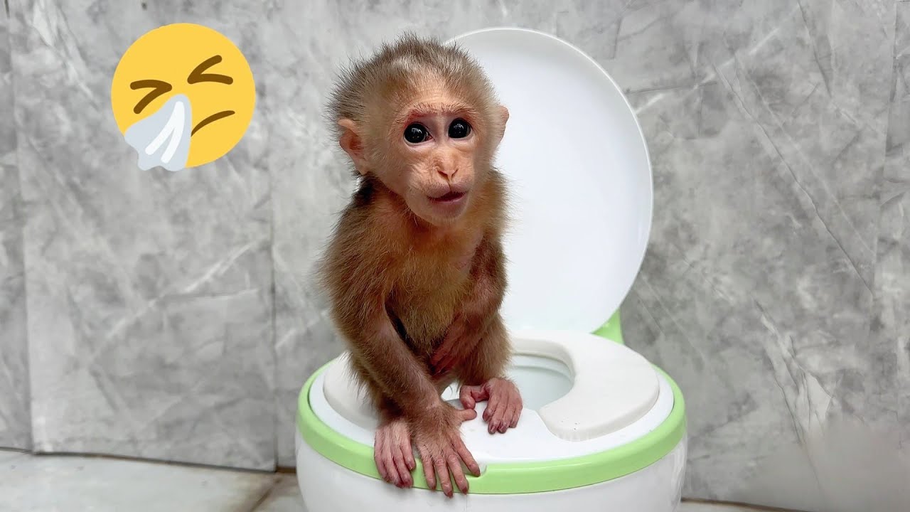 Baby Monkey Lulu&rsquo;s Toilet Emergency &mdash; She Tried Her Best but It Was Too Late.