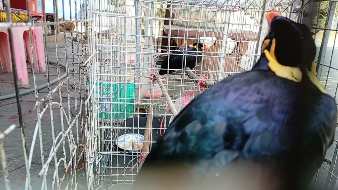 Sarika​ keo​ voung,​birds,​clip10​full​ part4, #birds,#pet,#animals,#Talkingbirds,​#BORABo#homepets 