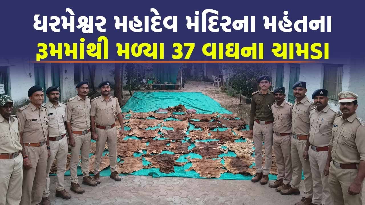 Narmada માં મંદિરના મહંતના રૂમમાંથી મળી એવી વસ્તુ કે વન વિભાગની આંખ થઈ ગઈ ચાર | Tiger | Crime News