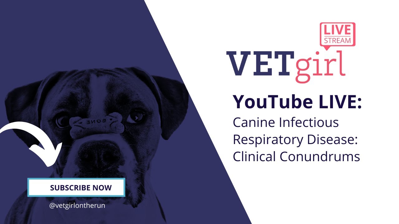 June 2, 2021: YouTube LIVE: Canine Infectious Respiratory Disease: Clinical Conundrums