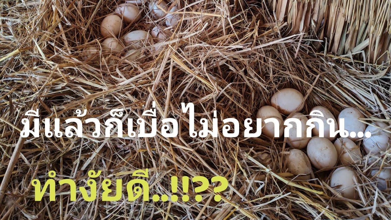 เหลือกินพอได้ขายไข่เป็ดในหมู่บ้าน...!!! 