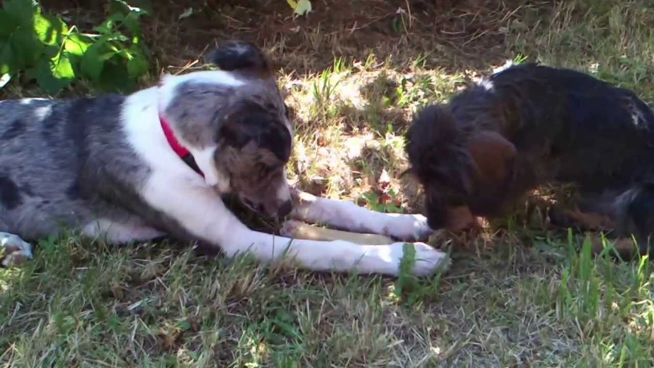 Teckel à poil dur nain vole os au gros chien