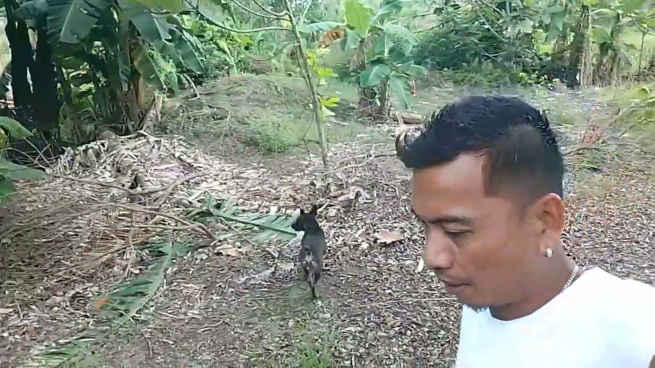 ROVING AND VISITING BAMBOO  FARM OF MY BIGBOSS!