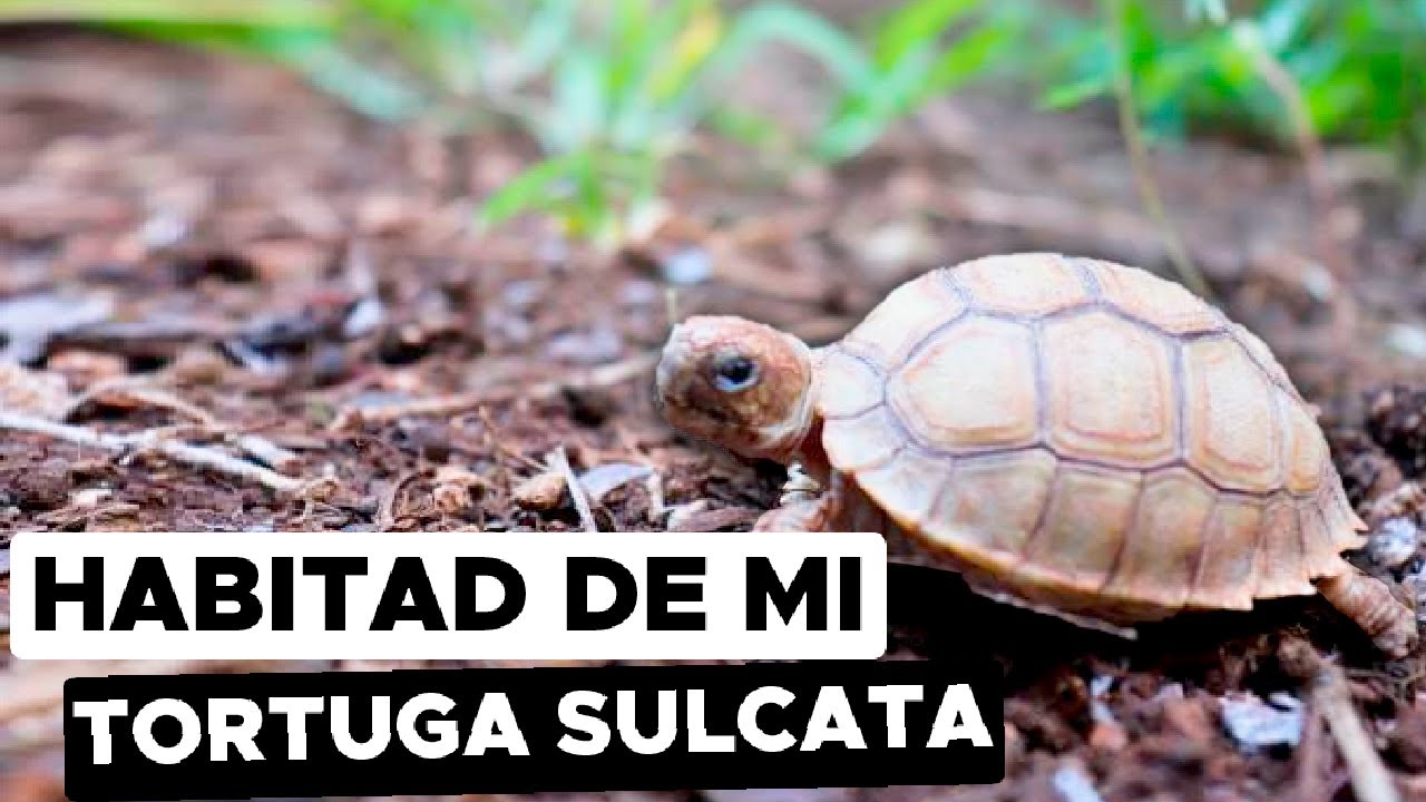 El Nuevo Hábitat De Mi Tortuga Sulcata!!