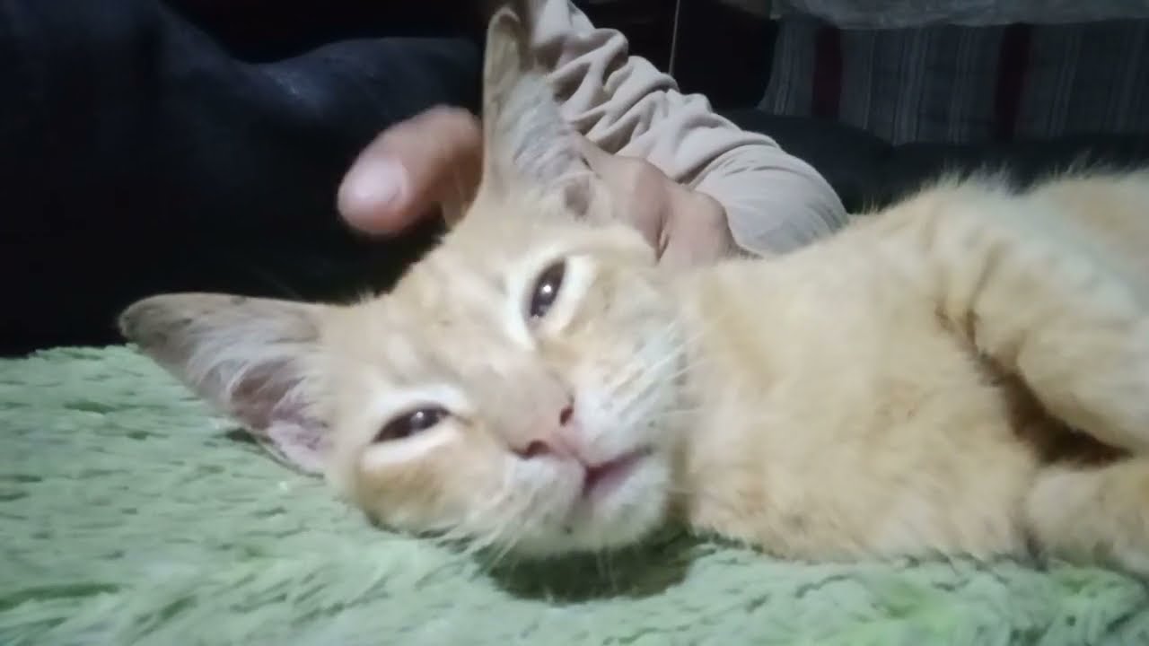 Manja nya kucing kucing sebelum tidur