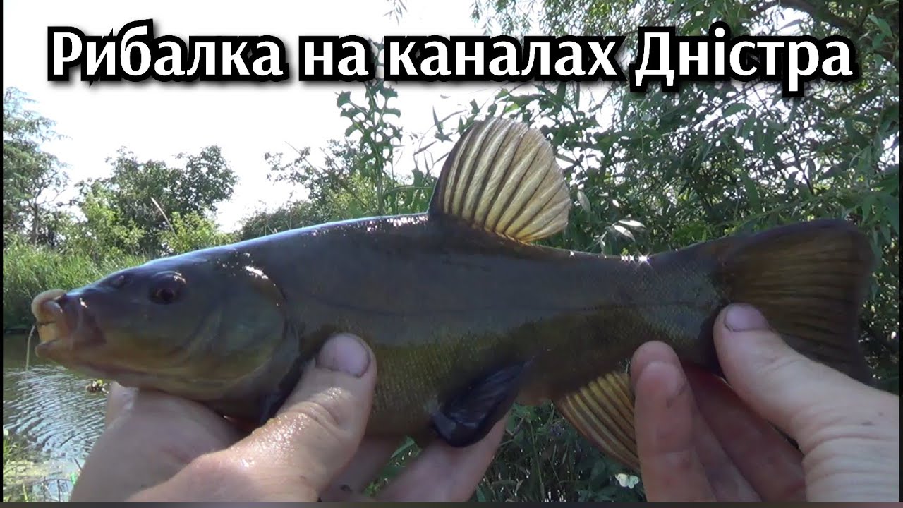 РИБАЛКА НА ПОПЛОВОК !Ловимо КАРАСЯ та ЛИНЯ на каналах ДНІСТРА!