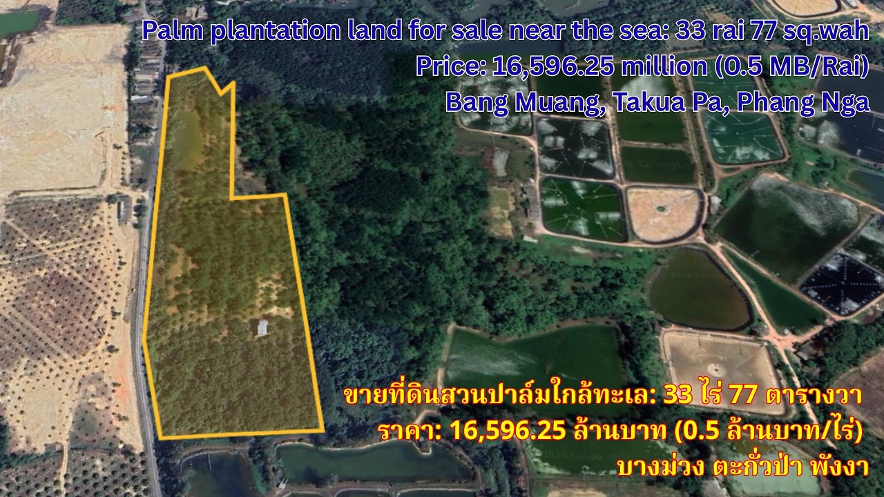 🌴 Large Land Plot for Sale – Bang Muang, Takua Pa, Phang Nga | 16,596,250 Baht