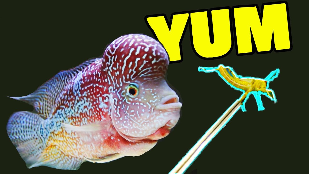 Live food for aquarium fish