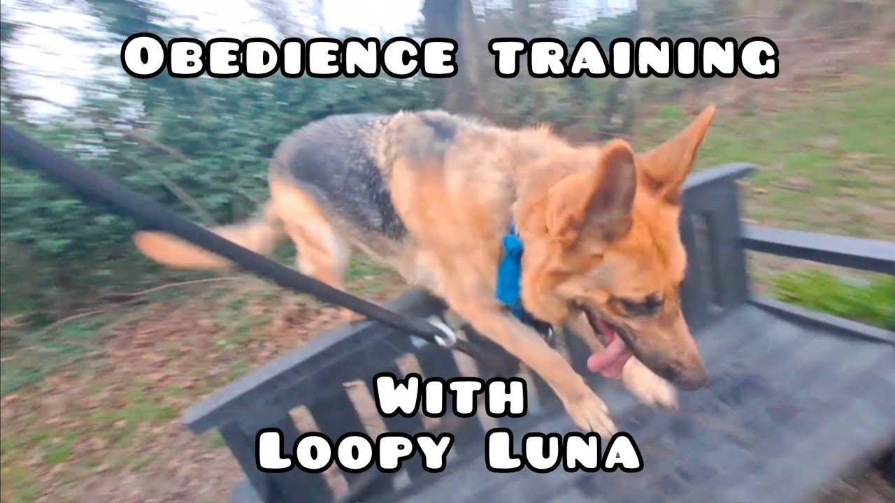 Training A Hyperactive German Shepherd 🐾