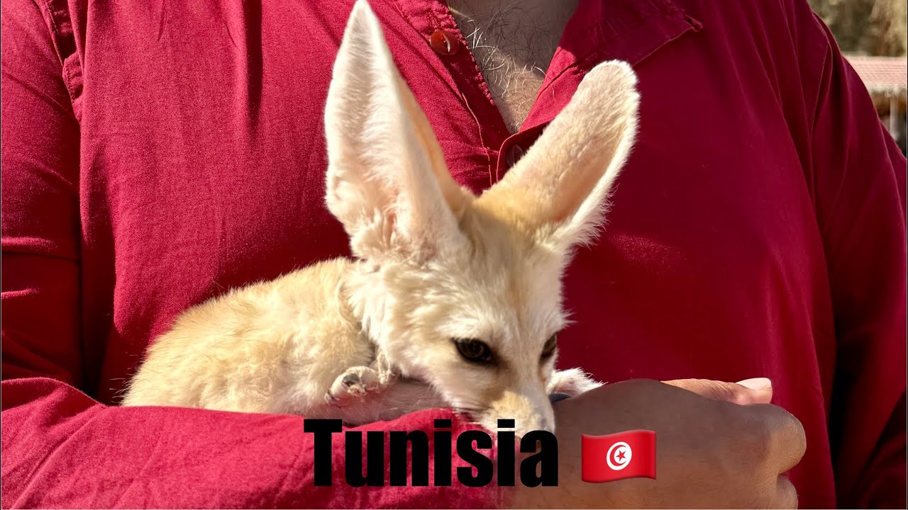Exploring the Magic of Tunisia 🇹🇳 Lost in the Sahara, Camel rides, Oasis Miracles & Desert Camping