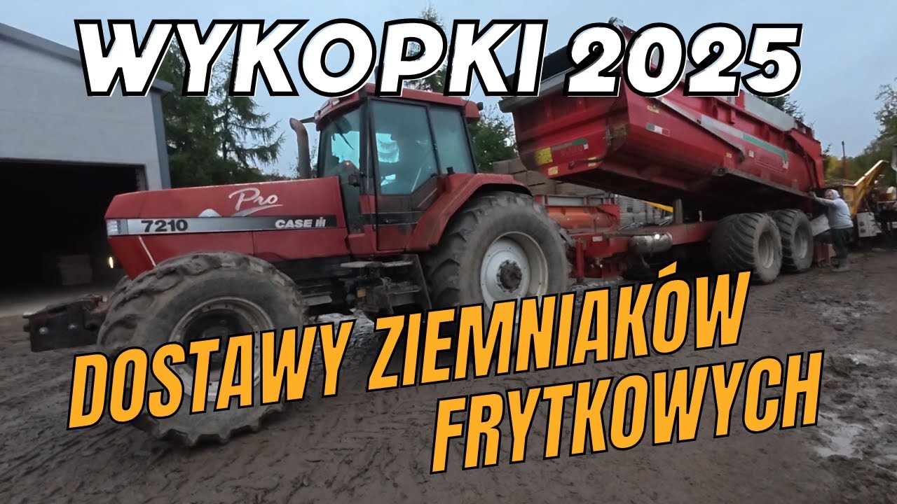 Plan wykonany. Ziemniaki dostarczone do fabryki. Wykopki 2025